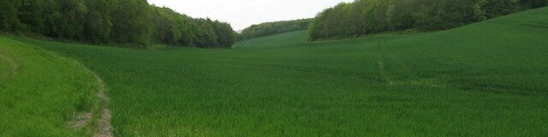 Valley between Woods On path from Old Lenham Road to Lone Barn Road. Wood on right is Willow Wood. Wood on left is Mountain Hurst.
