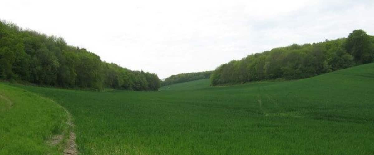 A green field with a dirt path and dense trees on both sides.