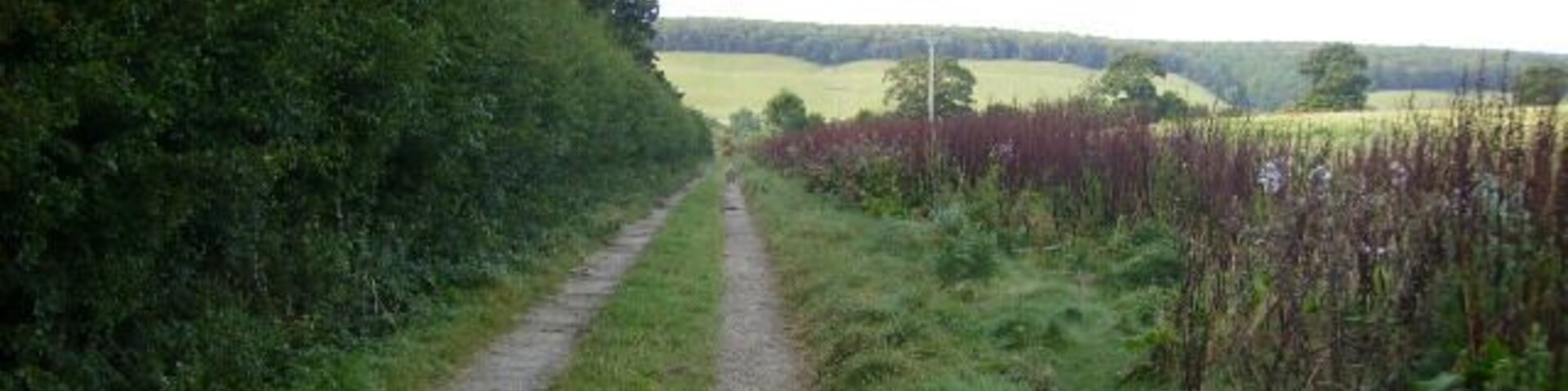 Track running alongside Becks Plantation