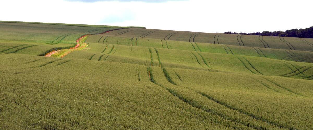Rolling green fields with furrows and a dirt path.