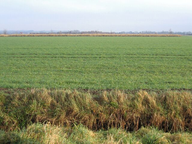 Beds-Cambs county boundary, Wrestlingworth. one large arable field has resulted from the amalgamation of many small ones, but the unrationalised county boundary still follows the old field boundaries with many angular bends.
