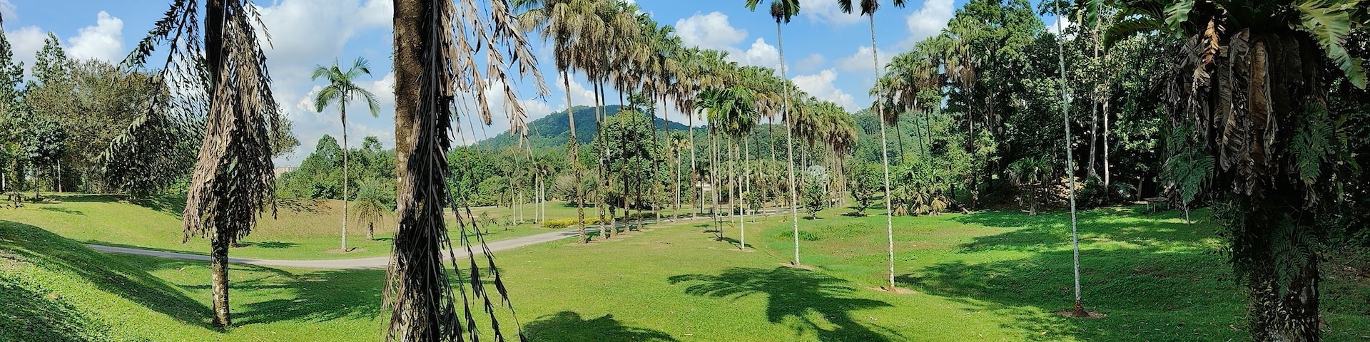 Un exuberante paisaje verde con altas palmeras y un cielo azul despejado.