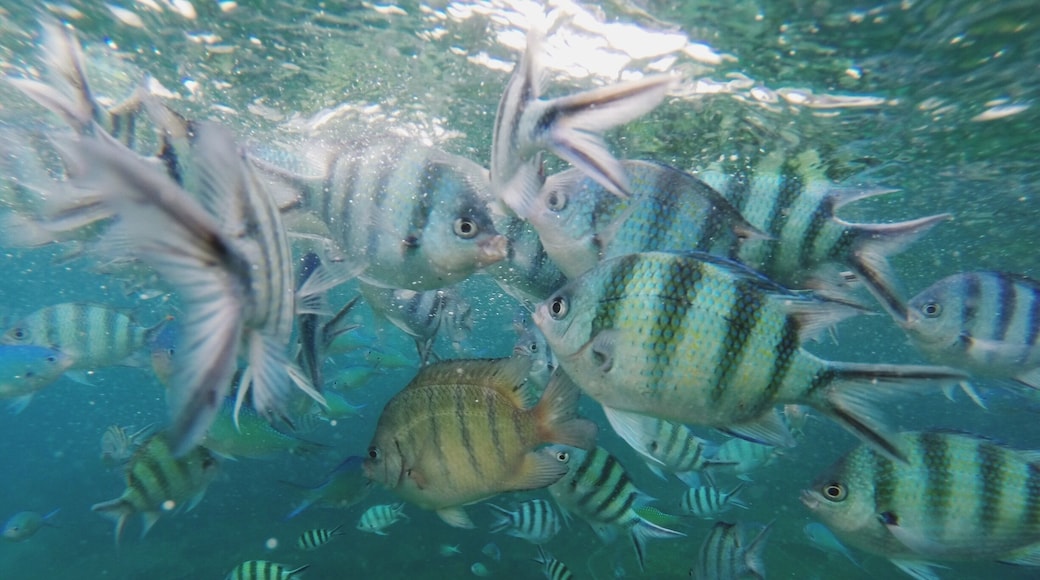 This is the place I go to escape the city. Beautiful beaches with great snorkeling sites. Plenty of resorts to choose from. Budget to luxury chalets.