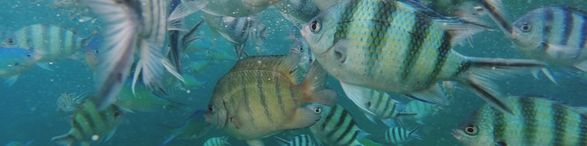 Um cardume de peixes listrados nadando debaixo d'água.