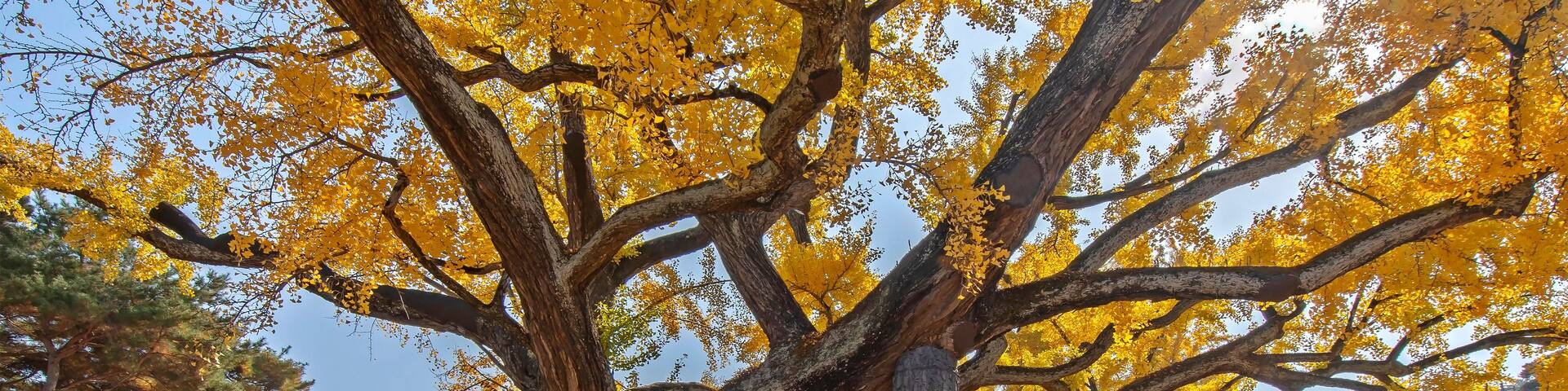 A park with large trees covered in yellow leaves, a clear sky, and a distant hilly landscape.
