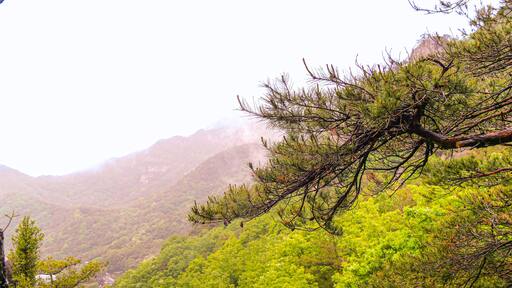 Suwol-ri, Geochang-gun, Gyeongsangnam-do, South Korea - Aerial view of tourists on Y-shaped rocking brige at Gajo valley of Udusan Mountain in autumn
