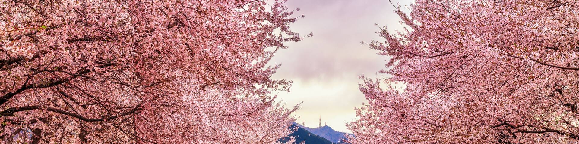 A railway track flanked by cherry blossom trees.