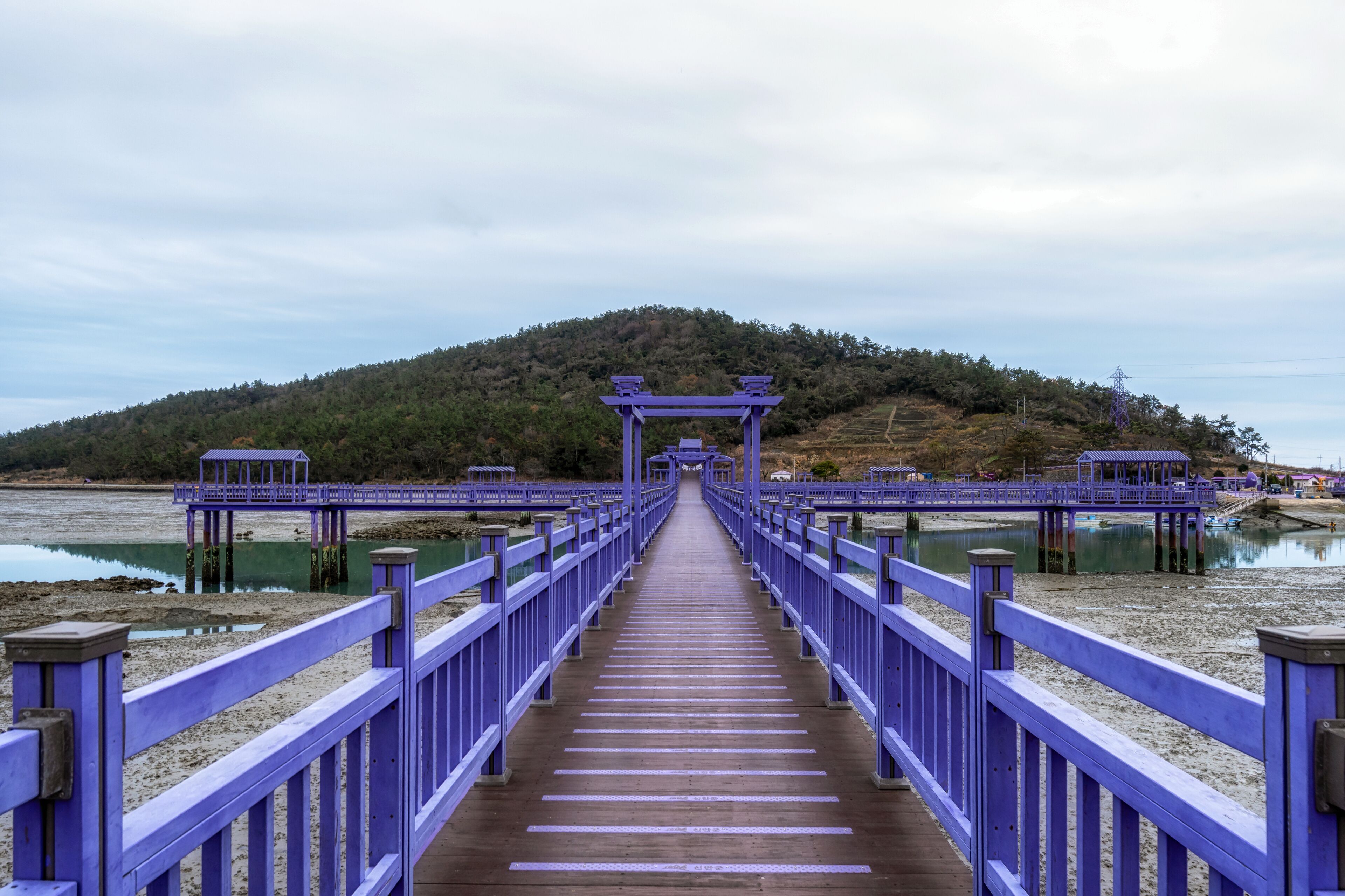 Sinan purple islands in winter