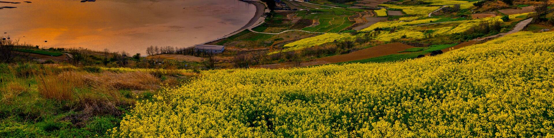 South Korea, Cheongsando is a beautiful island evening sunset with rapeseed flowers bloom in spring. panorama