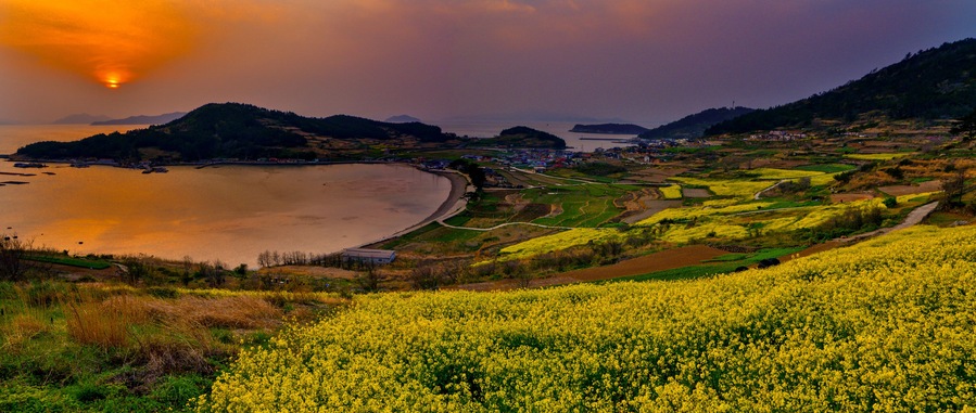 South Korea, Cheongsando is a beautiful island evening sunset with rapeseed flowers bloom in spring. panorama