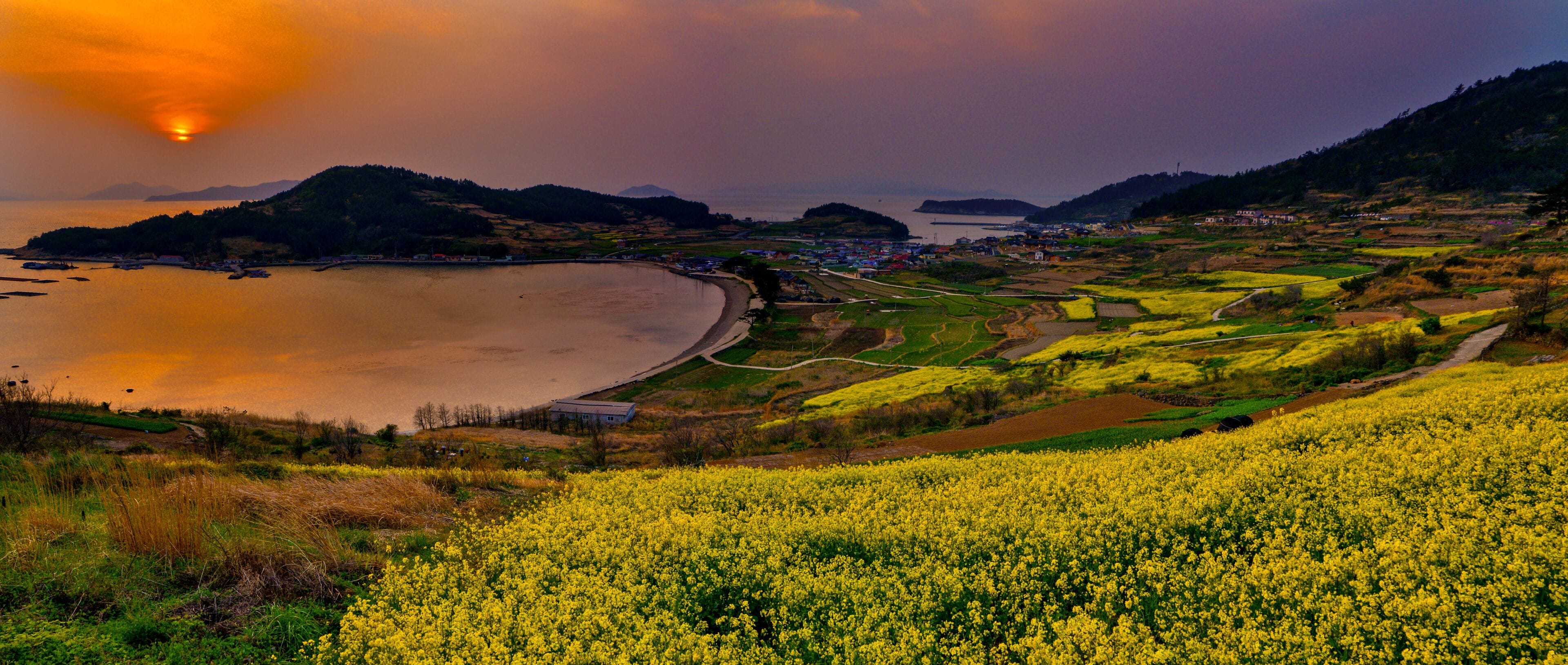 A coastal landscape with a field of yellow flowers, a body of water, and distant hills.