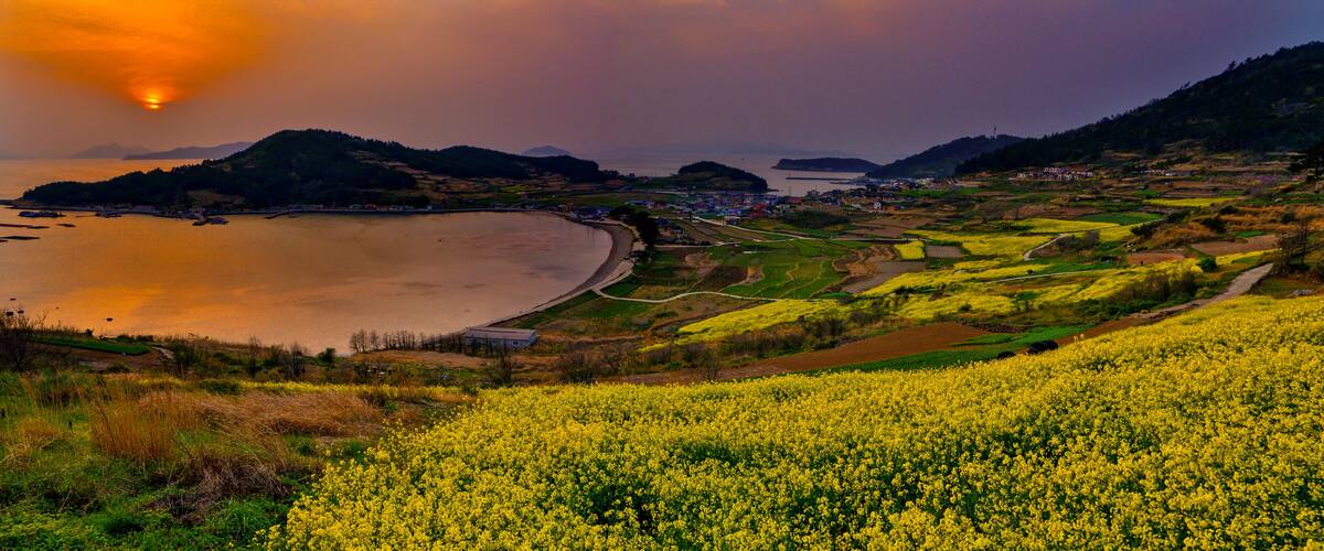 A coastal landscape with a field of yellow flowers, a body of water, and distant hills.