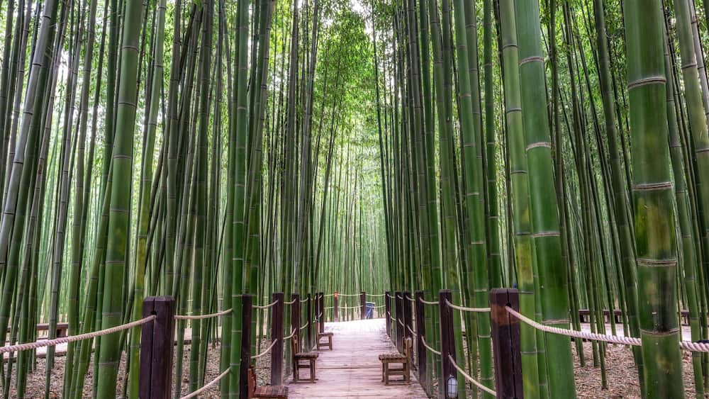 Simnidaebat bamboo forest bench
