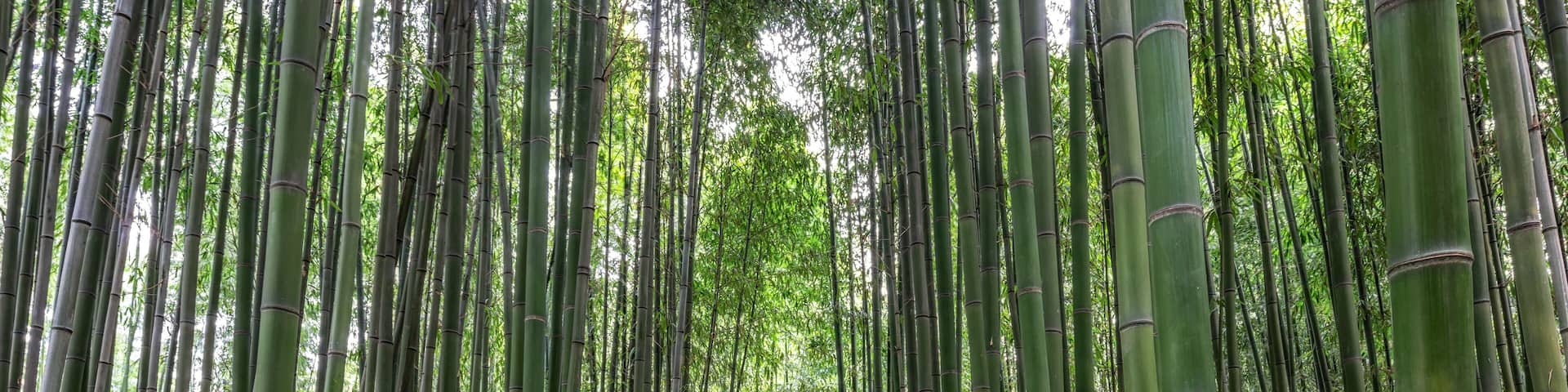 Simnidaebat bamboo forest bench