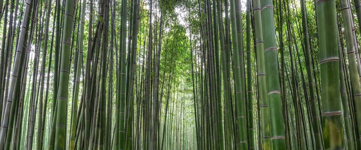A bamboo forest with a wooden walkway and benches.