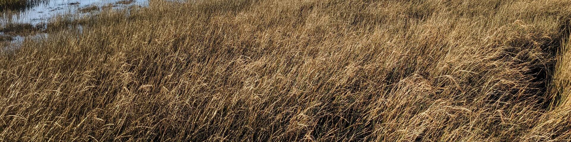 natural wild beach at claouey in Arcachon Bay France