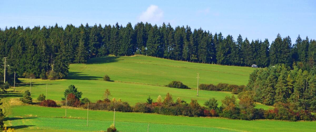 A green field with a fence, a tree, and a hill with trees in the background.
