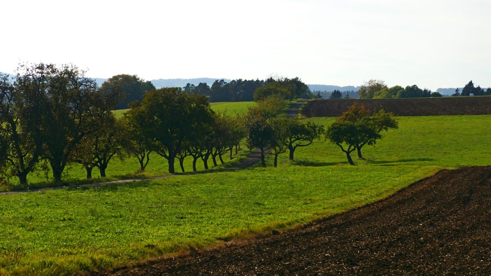 A rural landscape with a row of trees in a field, a plowed field to the right, and a distant tree line.