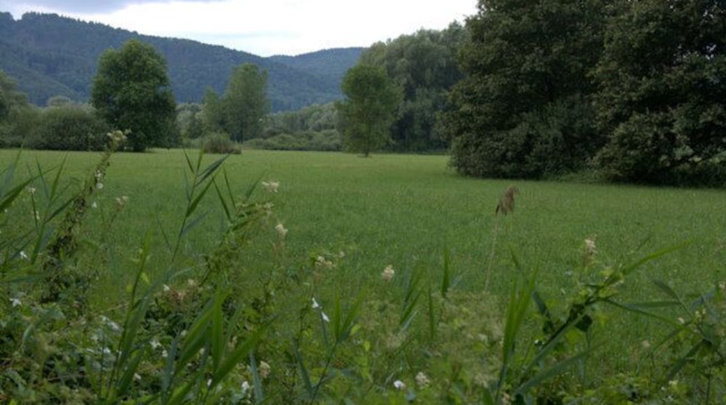 Naturschutzgebiet, Ludwigshafen (Nature reserve, Ludwigshafen)