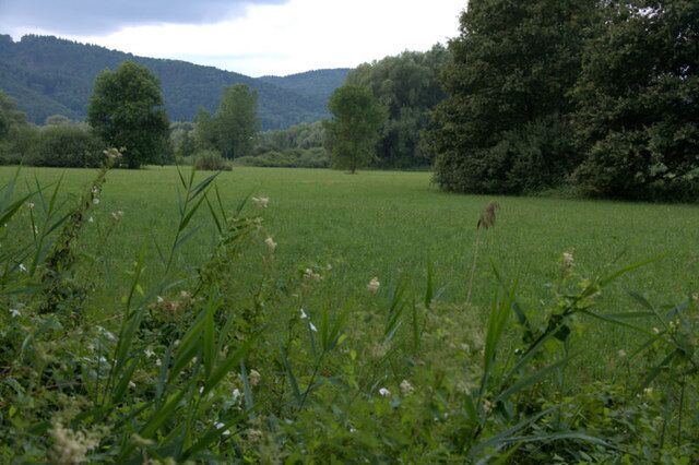 A grassy field with trees and hills in the background.