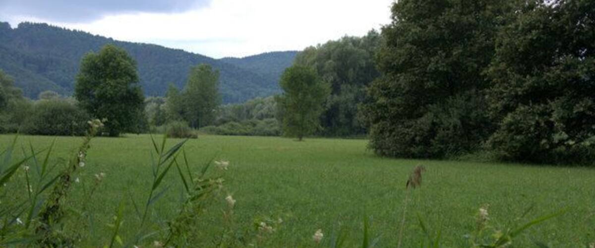 A grassy field with trees and hills in the background.