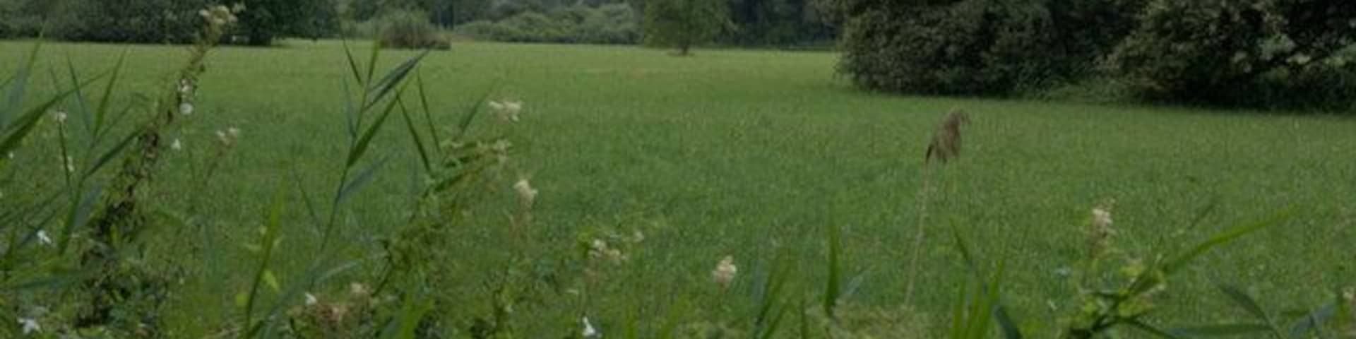 A grassy field with trees and hills in the background.