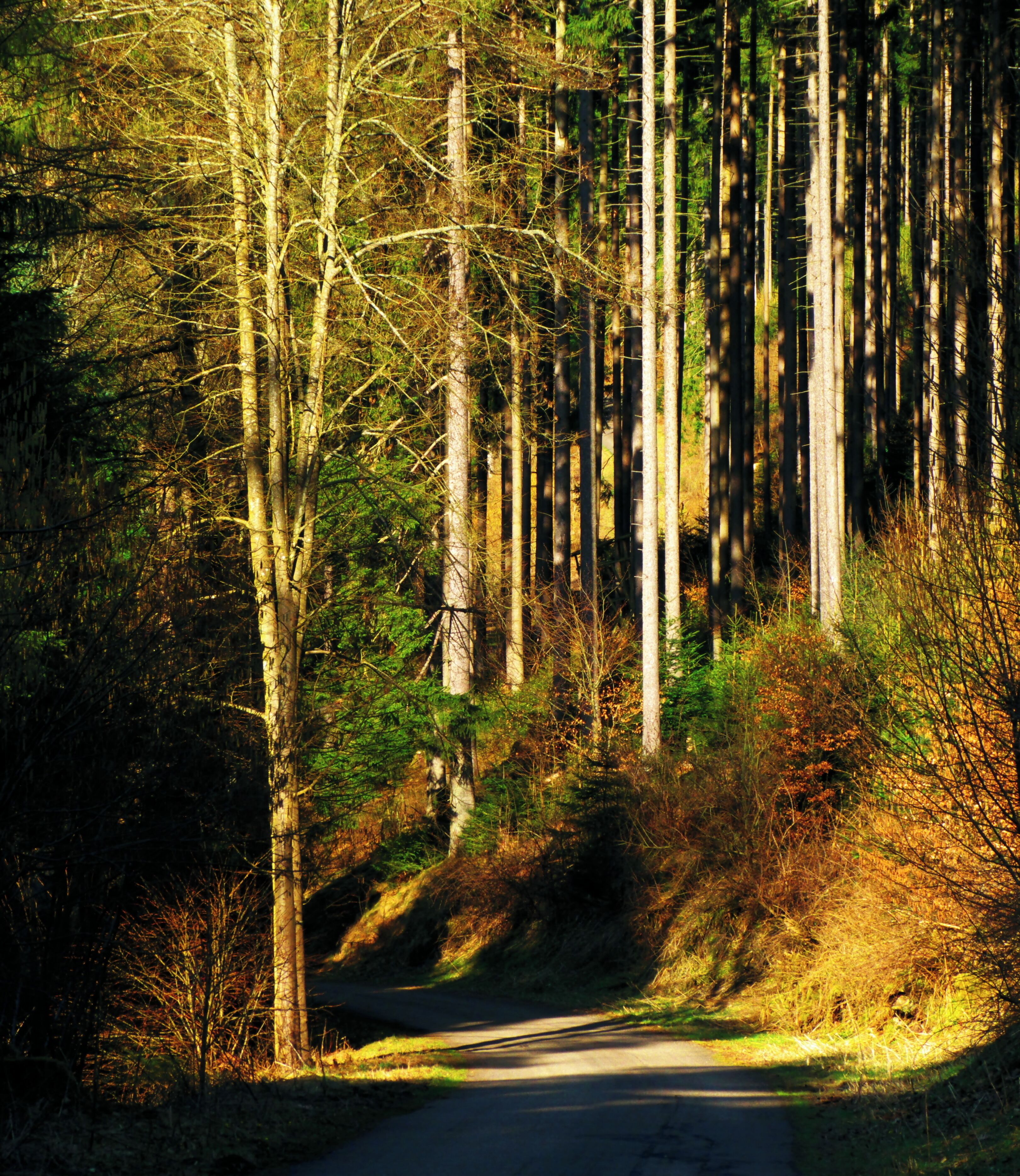 I Was Hypnotised From The Light