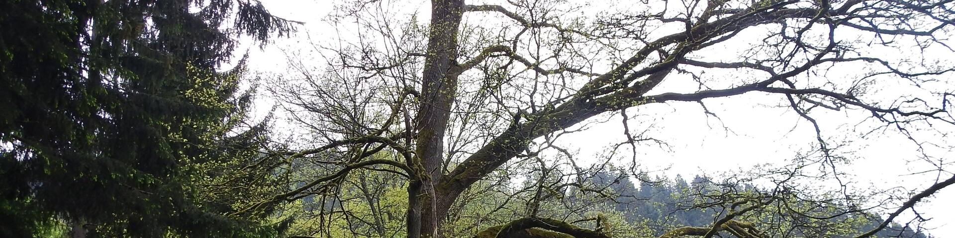 Naturdenkmal Grosse Kentheimer Eiche: Der Umfang ist ca. 3 Meter und das Alter ist ca. 240 Jahre
