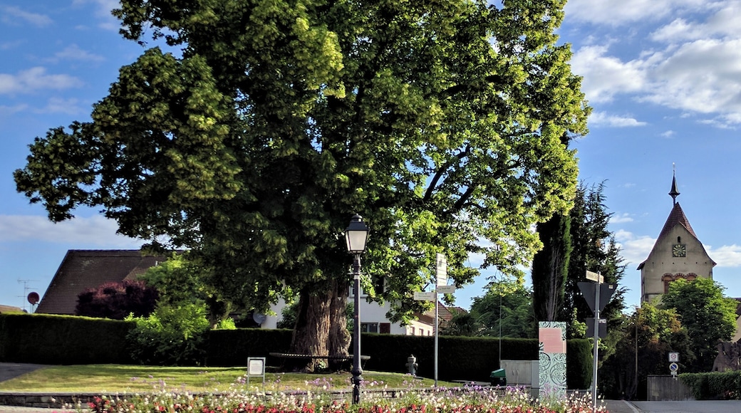 1 Sommerlinde Kennung: 83350660002 Ort: Reichenau ND seit: 21. Dez. 1978 geo: 47.69814833, 9.06087