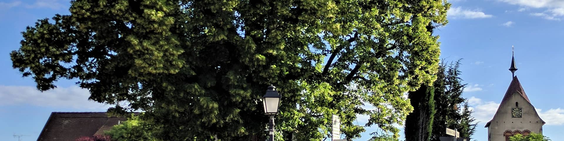 1 Sommerlinde Kennung: 83350660002 Ort: Reichenau ND seit: 21. Dez. 1978 geo: 47.69814833, 9.06087