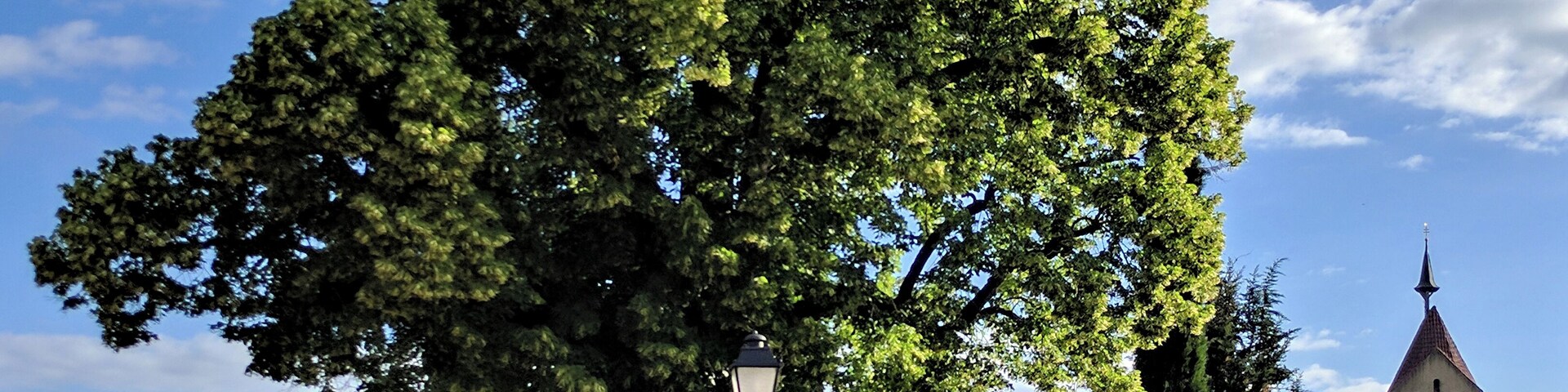 1 Sommerlinde Kennung: 83350660002 Ort: Reichenau ND seit: 21. Dez. 1978 geo: 47.69814833, 9.06087