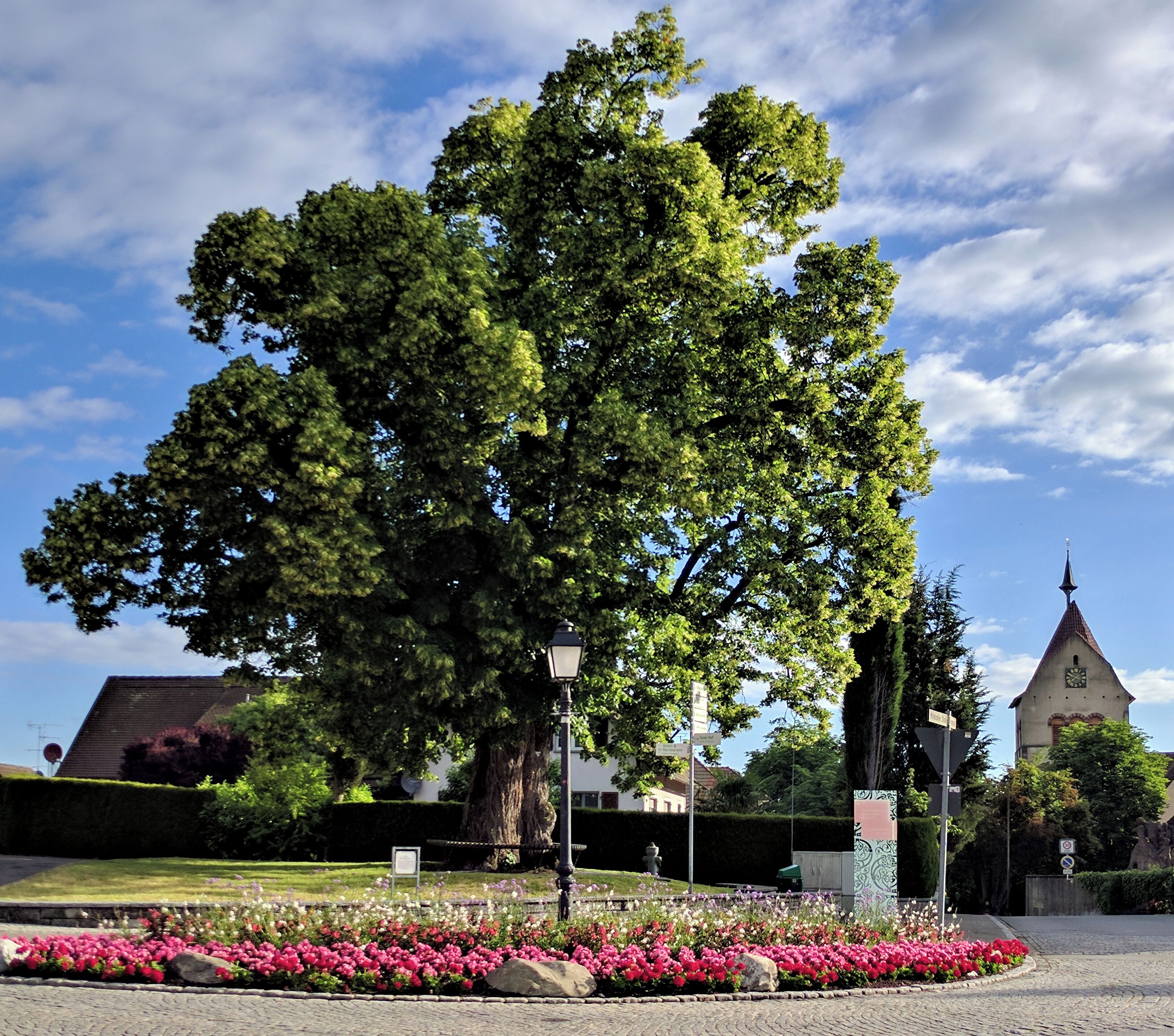 A large tree in a flower bed with a church in the background.