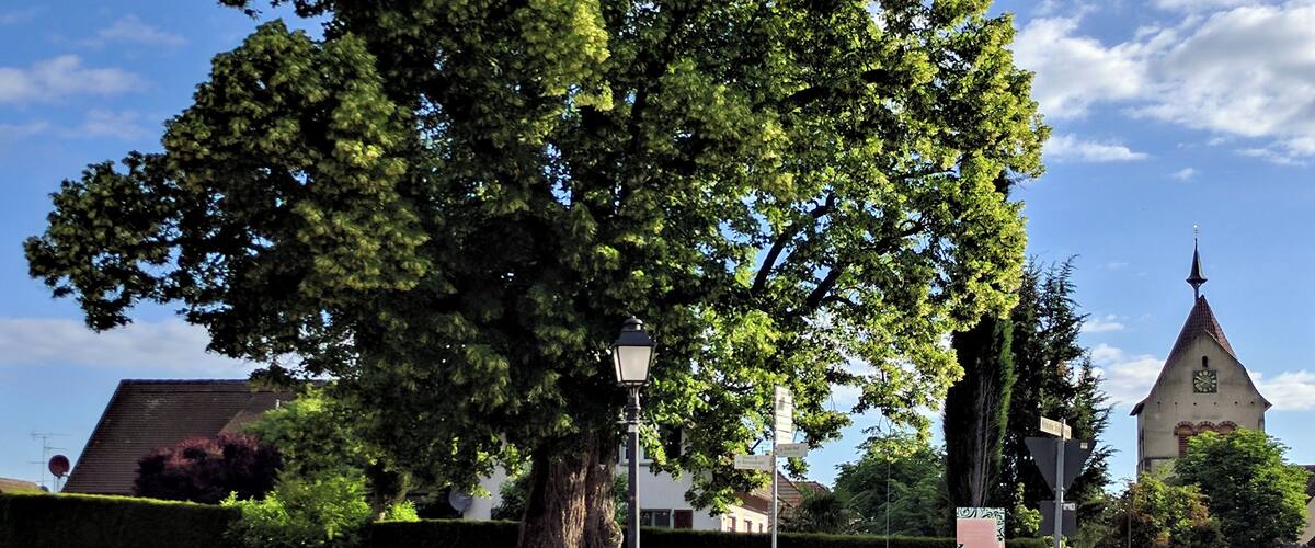 A large tree in a flower bed with a church in the background.