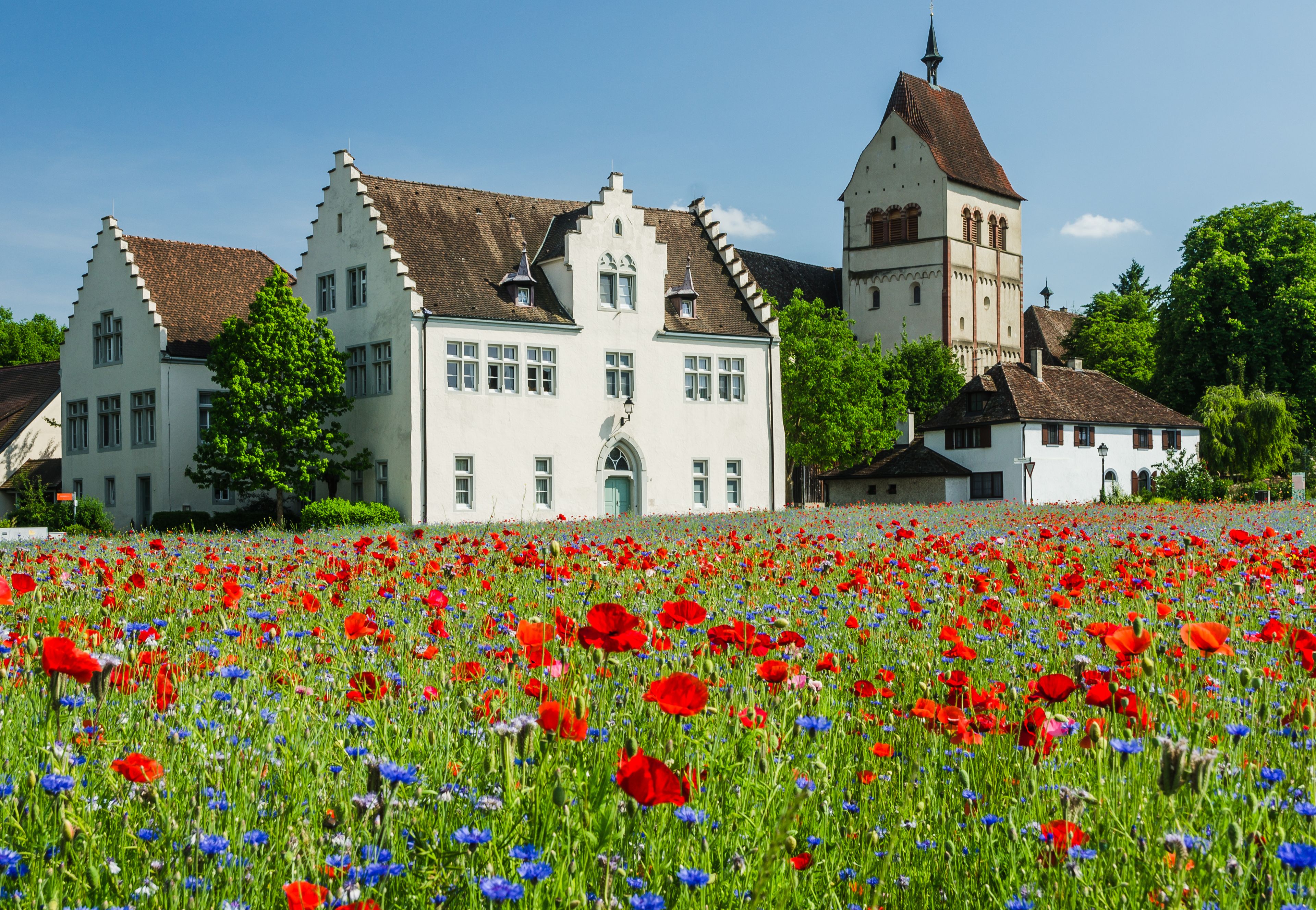 A historic building with a tower, surrounded by a field of red and blue poppies.