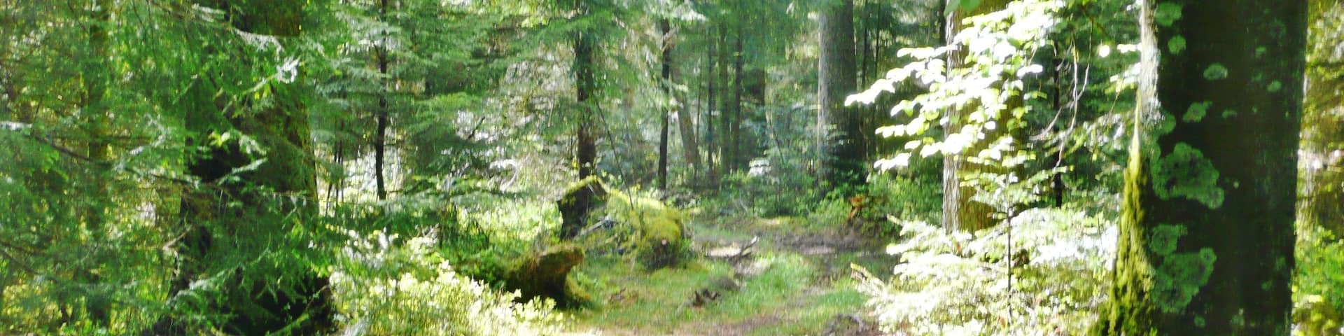 Naturschutzgebiet Hesel-, Brand- und Kohlmisse