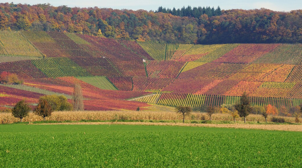 Neipperg 11/2014