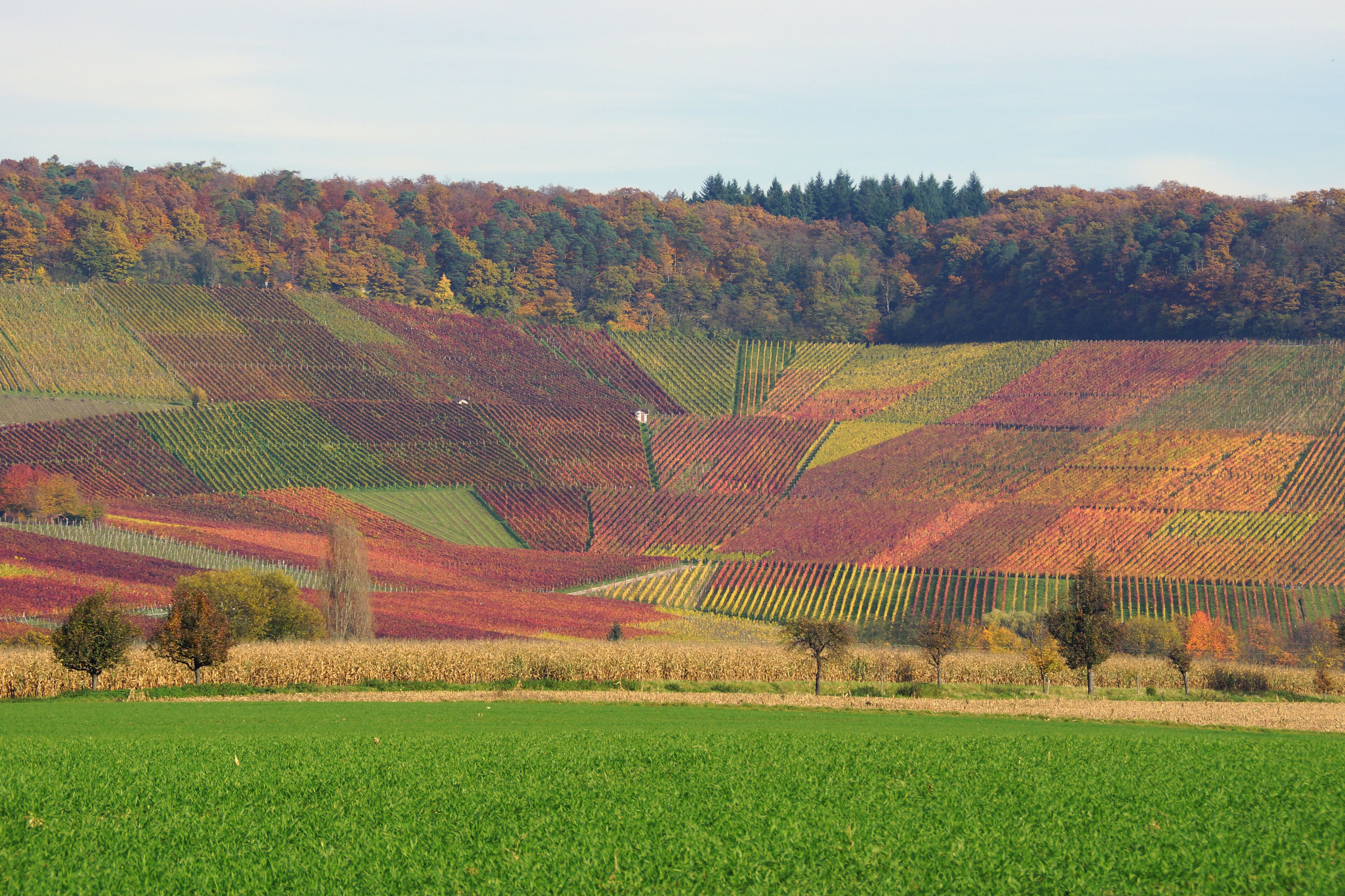 A vineyard with rows of grapevines and a forested hillside in the background.