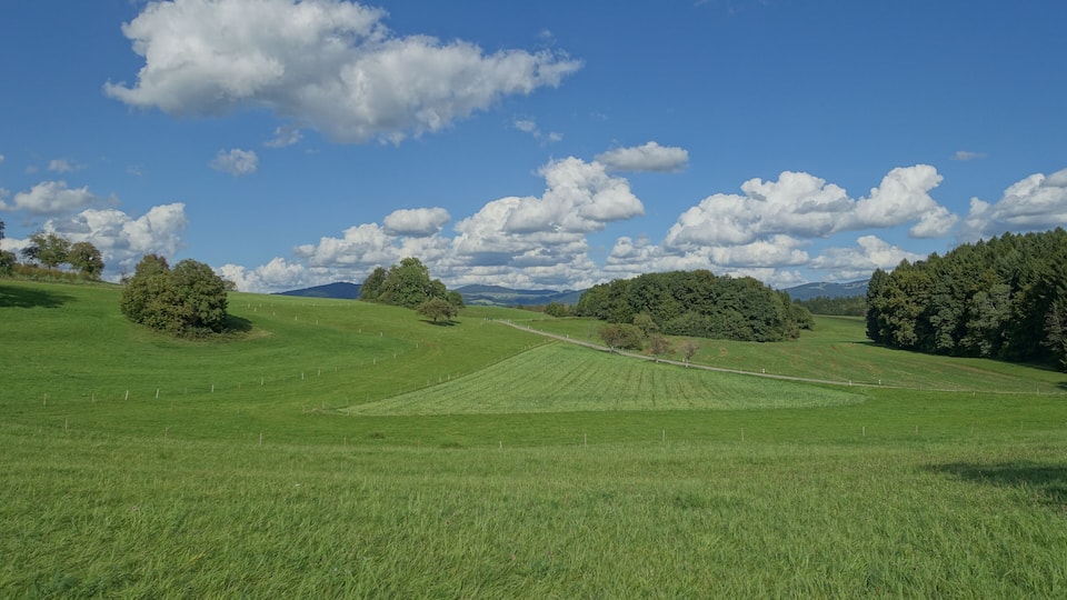 A green field with trees and a clear blue sky.