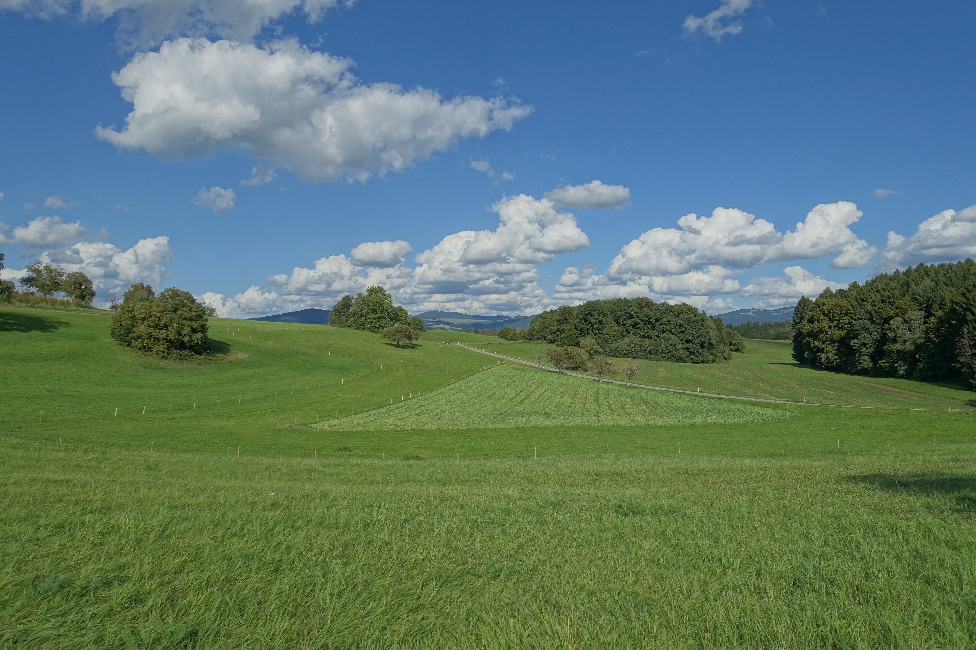 A green field with trees and a clear blue sky.