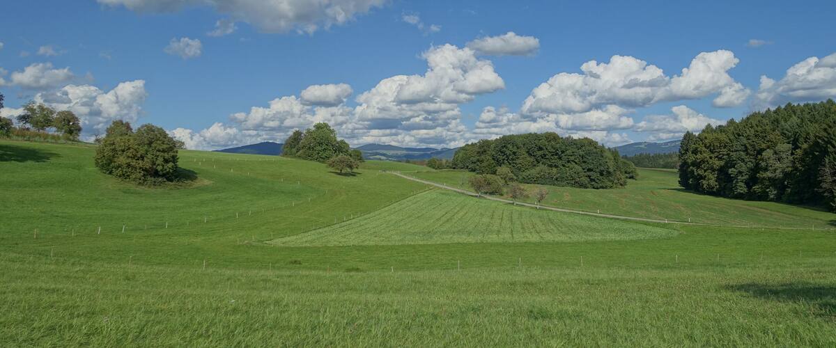A green field with trees and a clear blue sky.