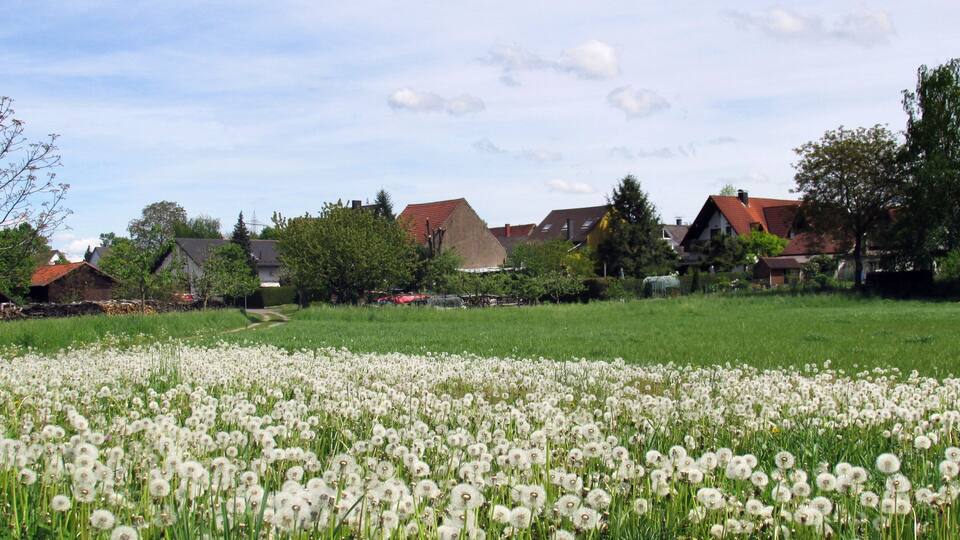 A field of white dandelions in front of houses with red roofs.