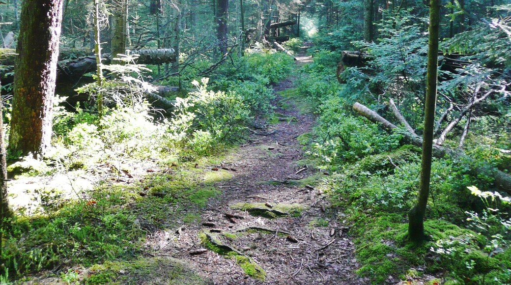 Waldmoor-Torfstich, Würzbacher Moor