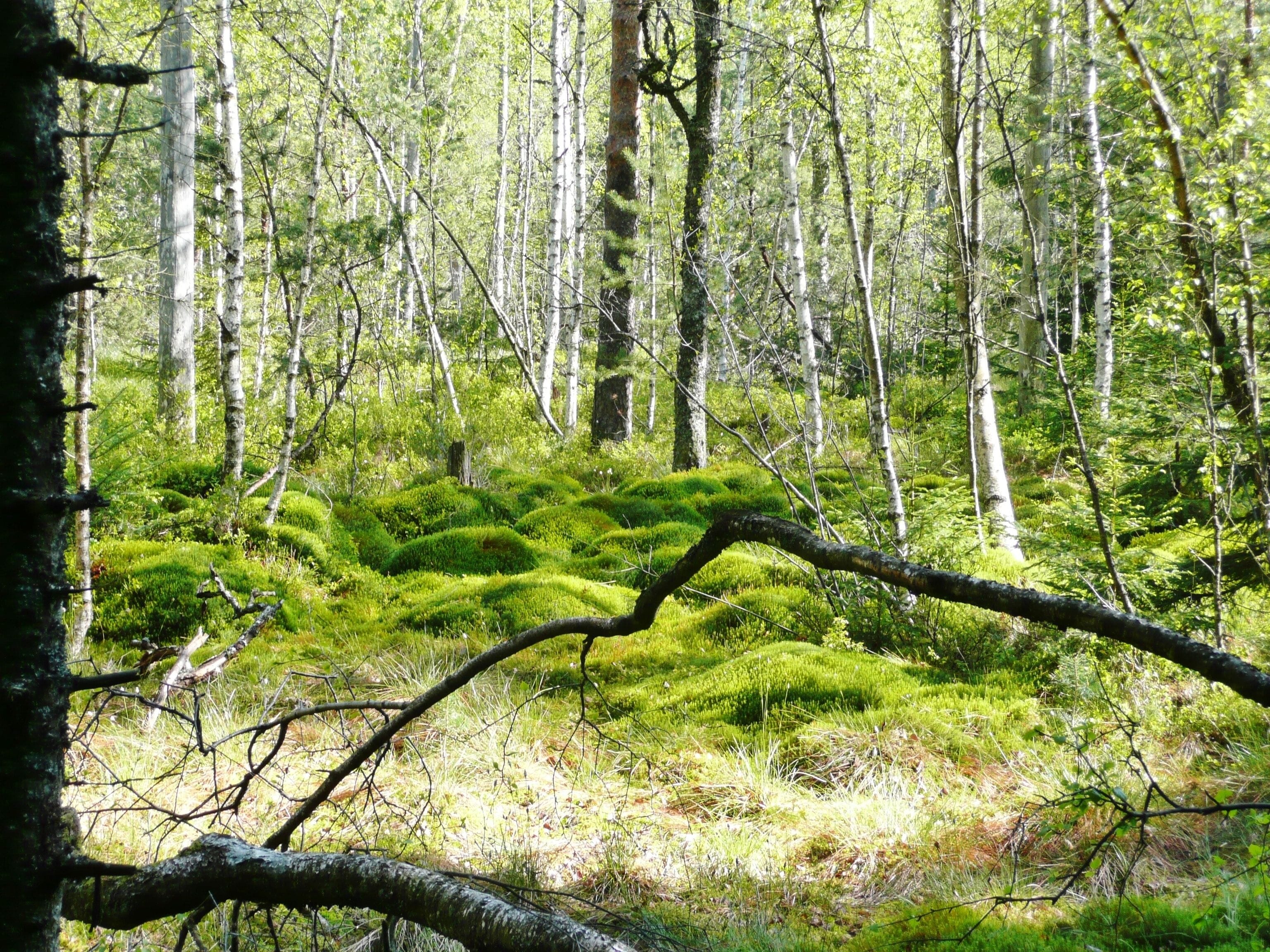 Waldmoor-Torfstich, Würzbacher Moor