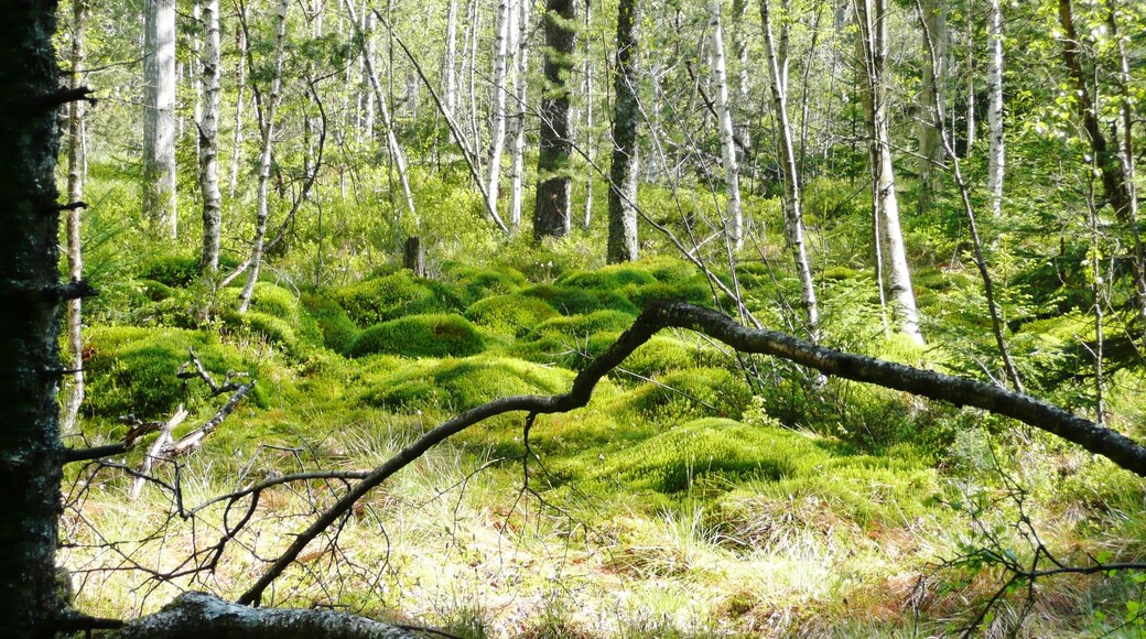 Waldmoor-Torfstich, Würzbacher Moor