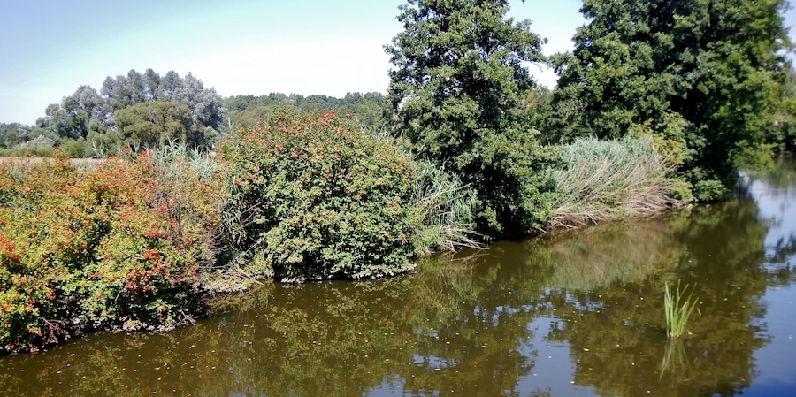 Ein ruhiger Fluss mit dichter Vegetation und Bäumen, deren Spiegelung sich im Wasser zeigt.