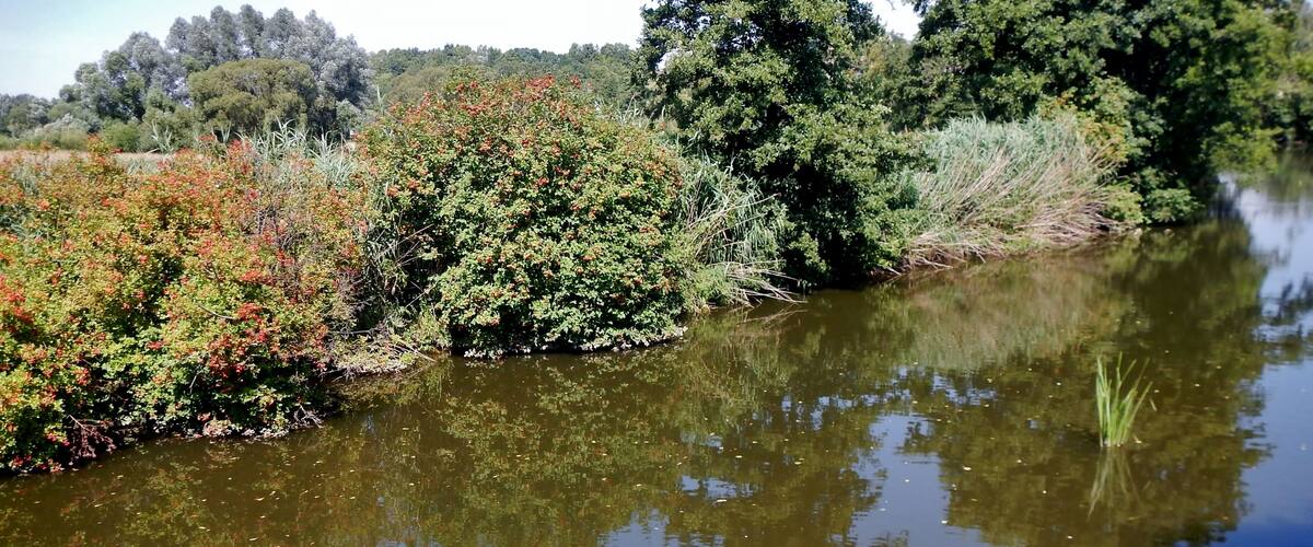 A calm river with dense foliage and trees reflecting on the water.