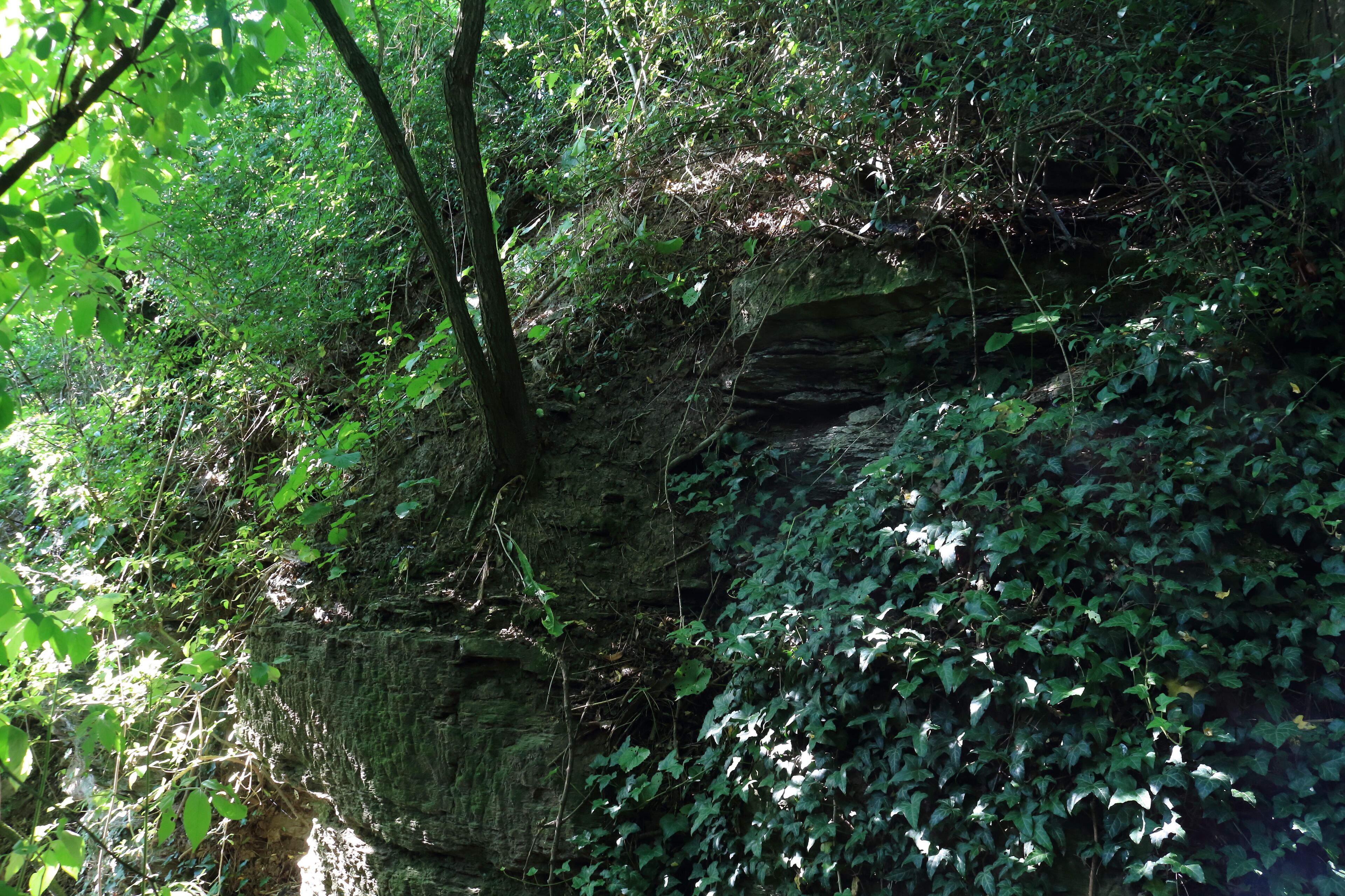 A rocky cliff with dense green foliage and a tree trunk.