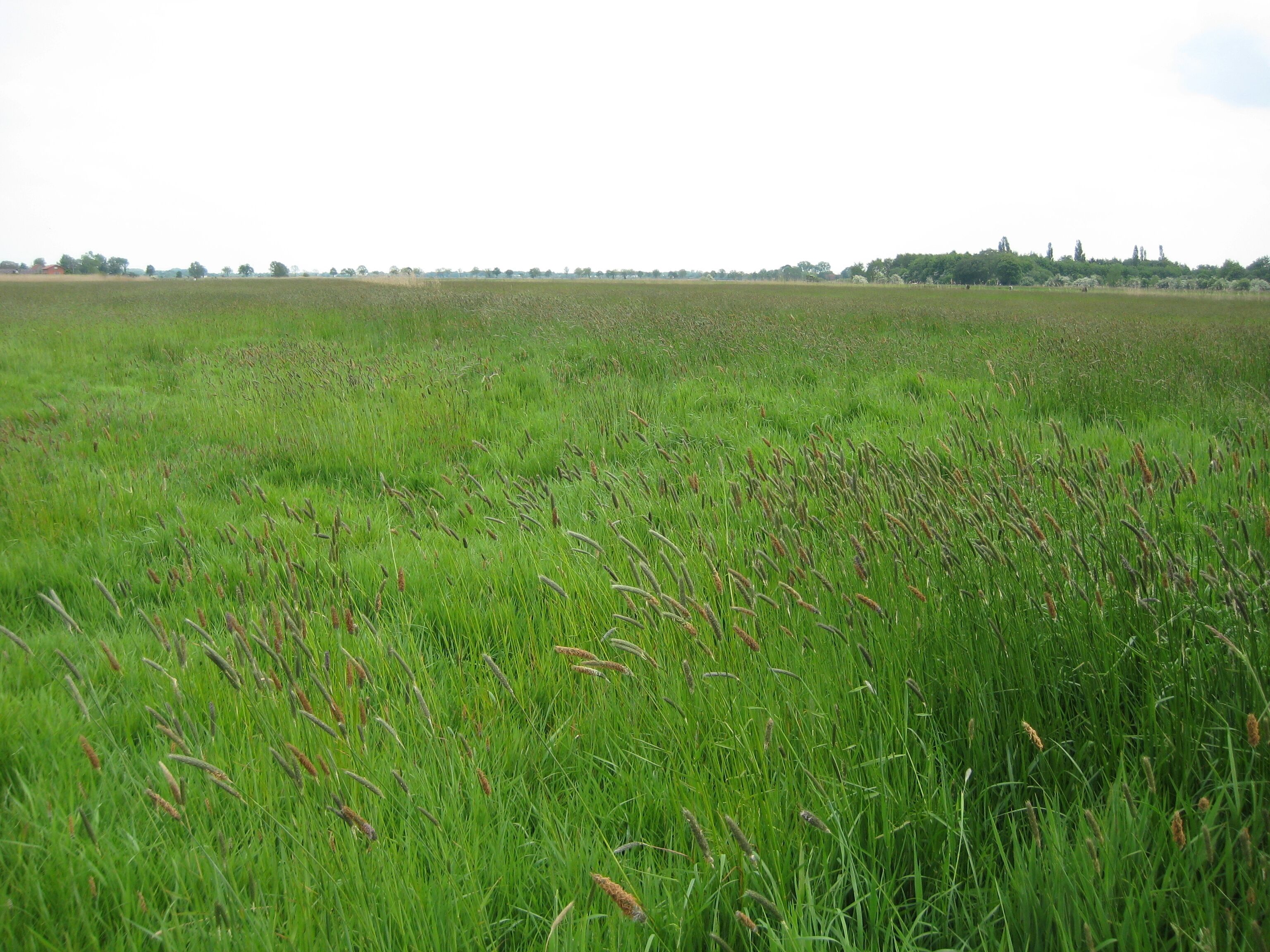 "Binnensalzstelle Rethriehen" Special Area of Conservation (Natura 2000 site) in Bremen (Germany)