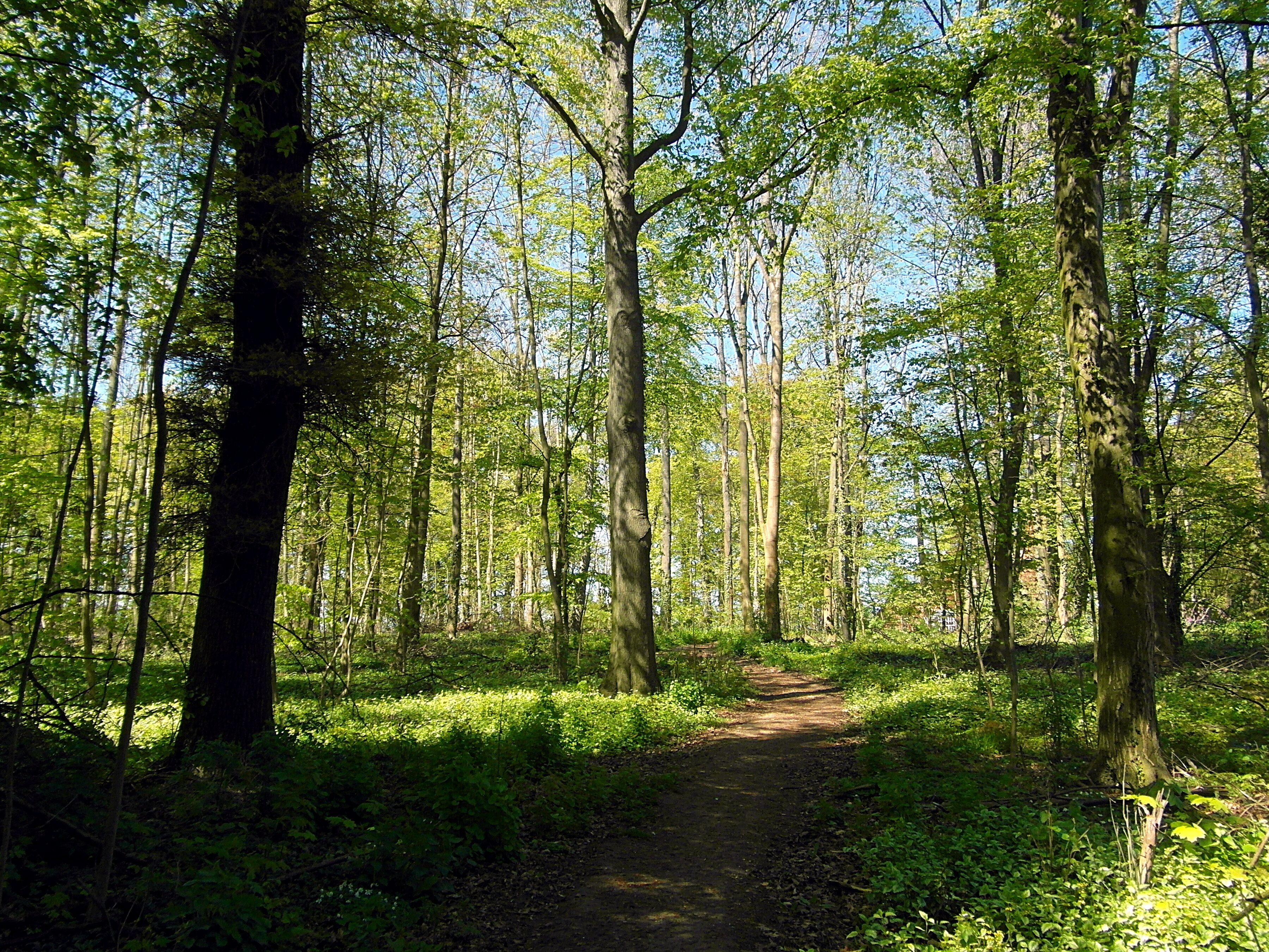 Das Ahlemer Holz ist ein von schmalen Wegen durchzogener, für die Region üblich von Rotbuchen dominierter, Wald auf dem Südhang einer Kuppe am Westrand des Stadtgebiets von Hannover.