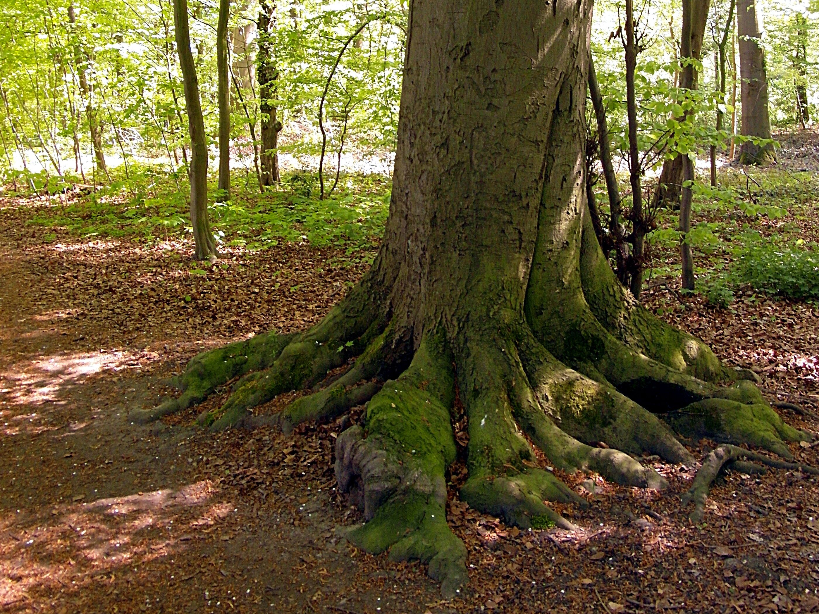 Das Ahlemer Holz ist ein von schmalen Wegen durchzogener, für die Region üblich von Rotbuchen dominierter, Wald auf dem Südhang einer Kuppe am Westrand des Stadtgebiets von Hannover.